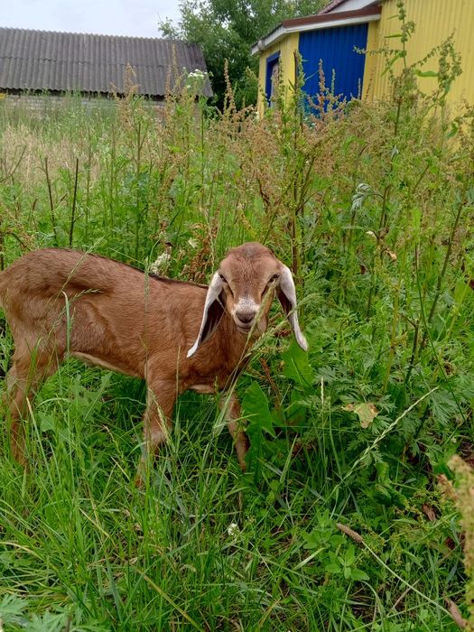 Два цапики 87.5% А-Н породи.