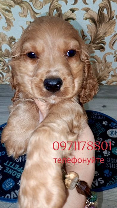 Потрібний англійський кокер-спанієль, тоді Вам до Анни Іванівної!