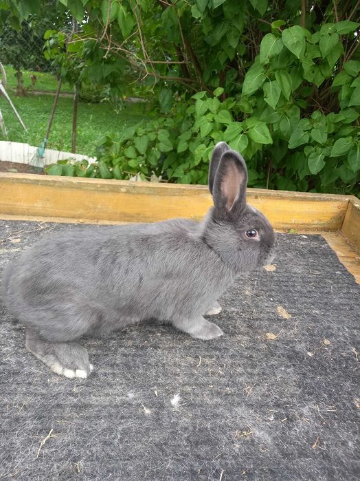 Wiedeński niebieski