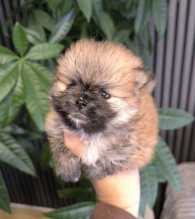 Spitz anão. Lulu da Pomerânia Super Mini.LOP e Afixo. Laranja