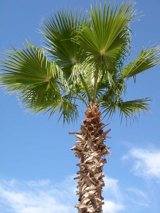 Цифровой Фотоапарат - Nikon COOLPIX S2500 - 12.0 MP