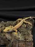 Gekko vittatus / gekon paskowany / (gekon nie orzęsiony)