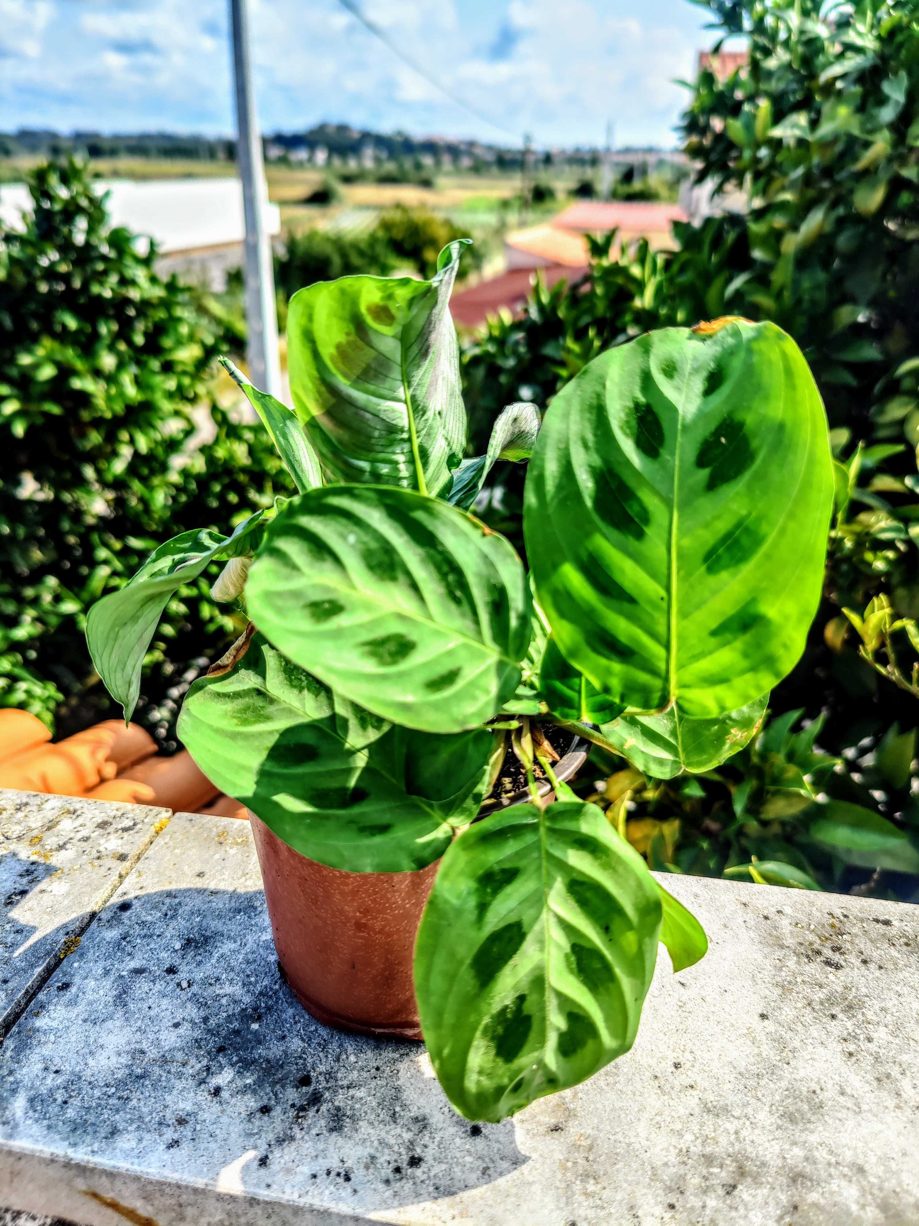 Muda Planta Maranta Leuconeura