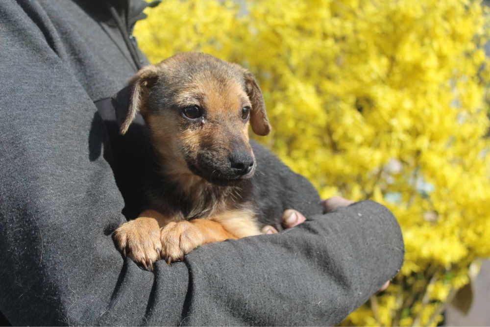 3 miesieczny szczeniak do adopcji. Agatka