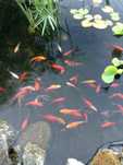 Vendo peixes kinguios  e plantas para Lagos a partir de 2€
