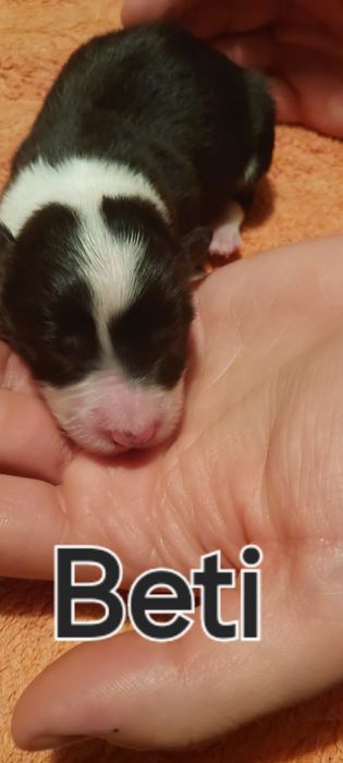 Szczeniaki Border Collie ZKwP FCI