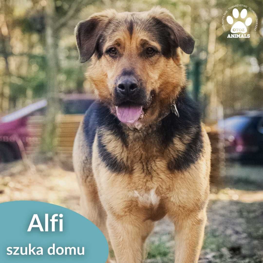 Alfi szuka domu!