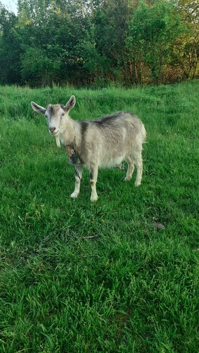 Срочно продам молоді кози