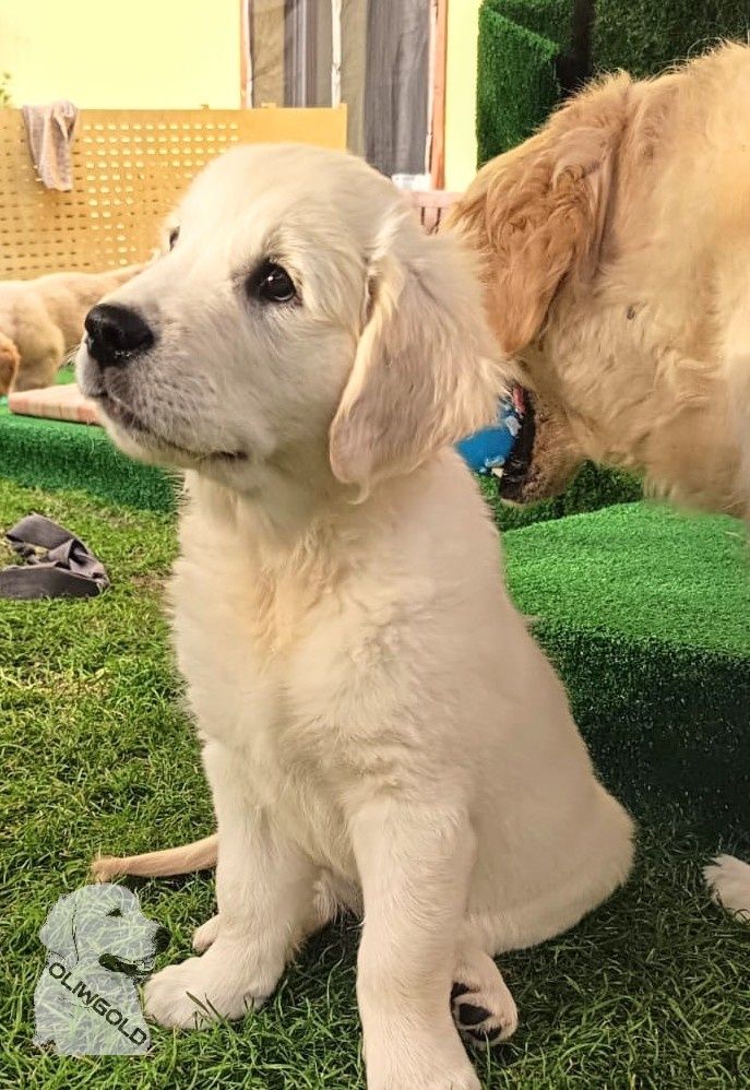 Golden retriever ZKwP FCI Gotowy do odbioru