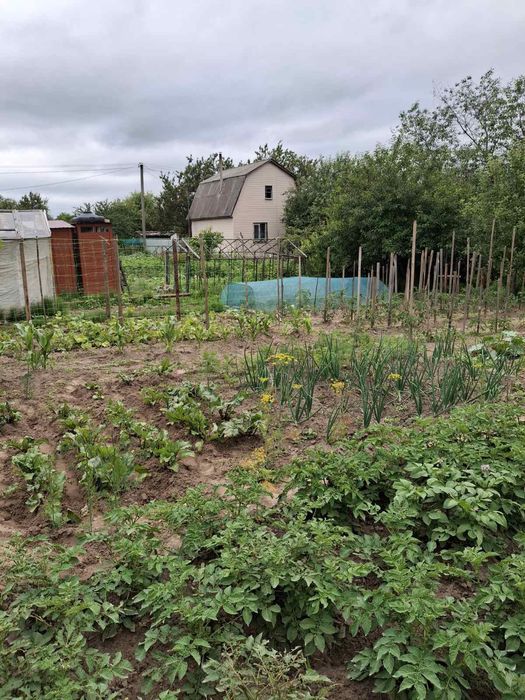 Дачный участок с/о" Сокол"