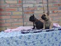 Buldog Francuski