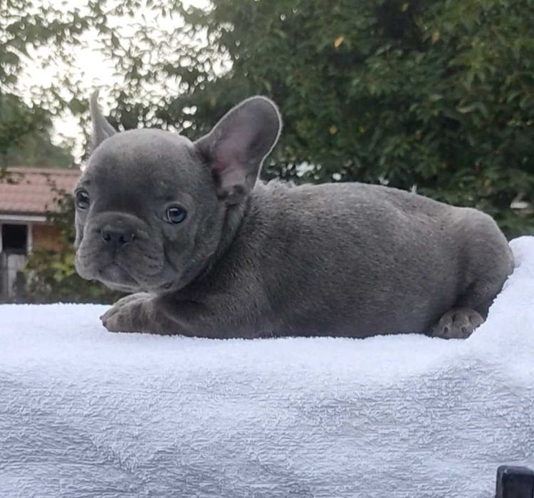 Мальчики и девочки французского бульдога