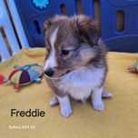 Owczarek szetlandzki- Freddie