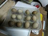 Ovos de faisão versicolor