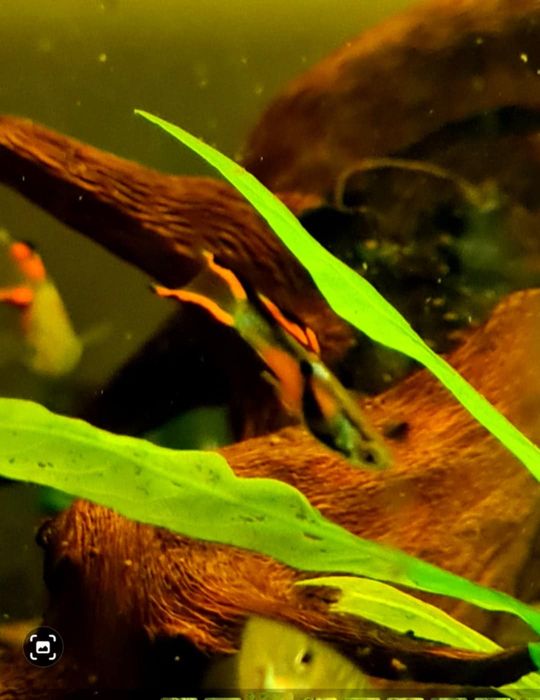 Gupik endlera nadwyżki