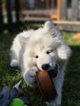 Samoyed / suczka FCI / ZKwP /