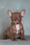 Buldog francuski- Czekoladowy - Samiec 8 tygodni - French Bulldog Male