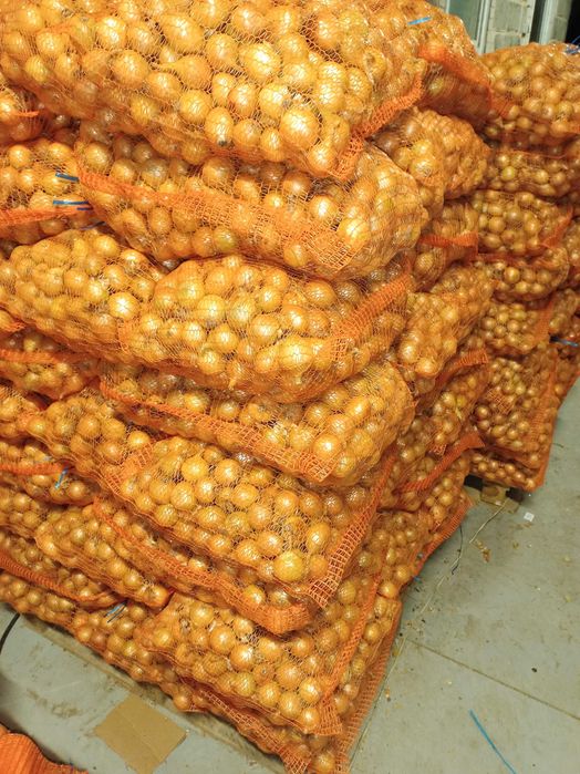 Cebula drobna wysadka