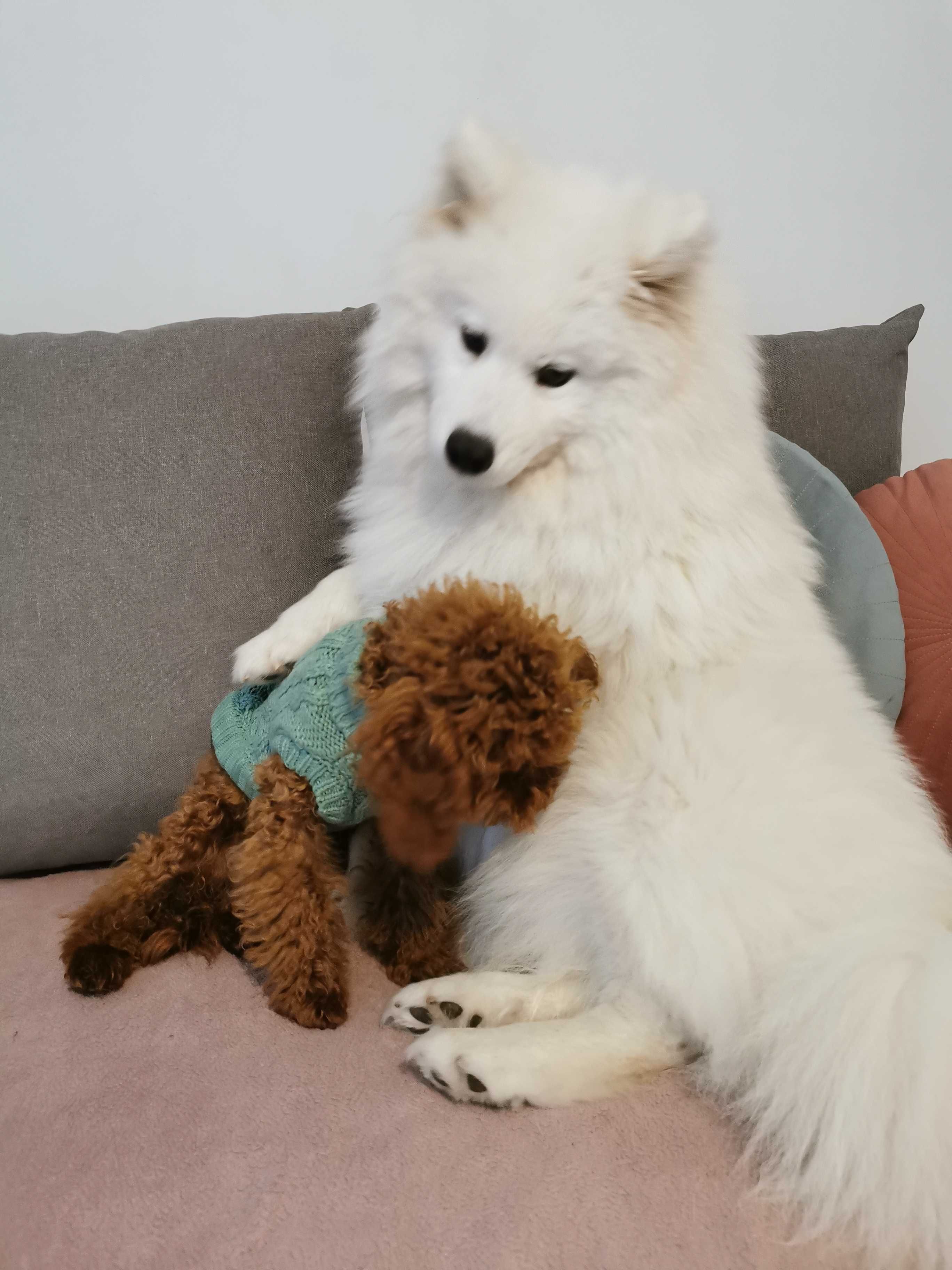 Samoyed szczenię z rodowodem piesek