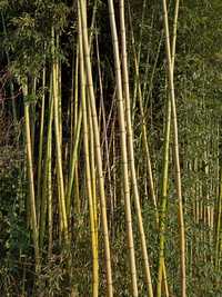 Canas de bambu para qualquer fim