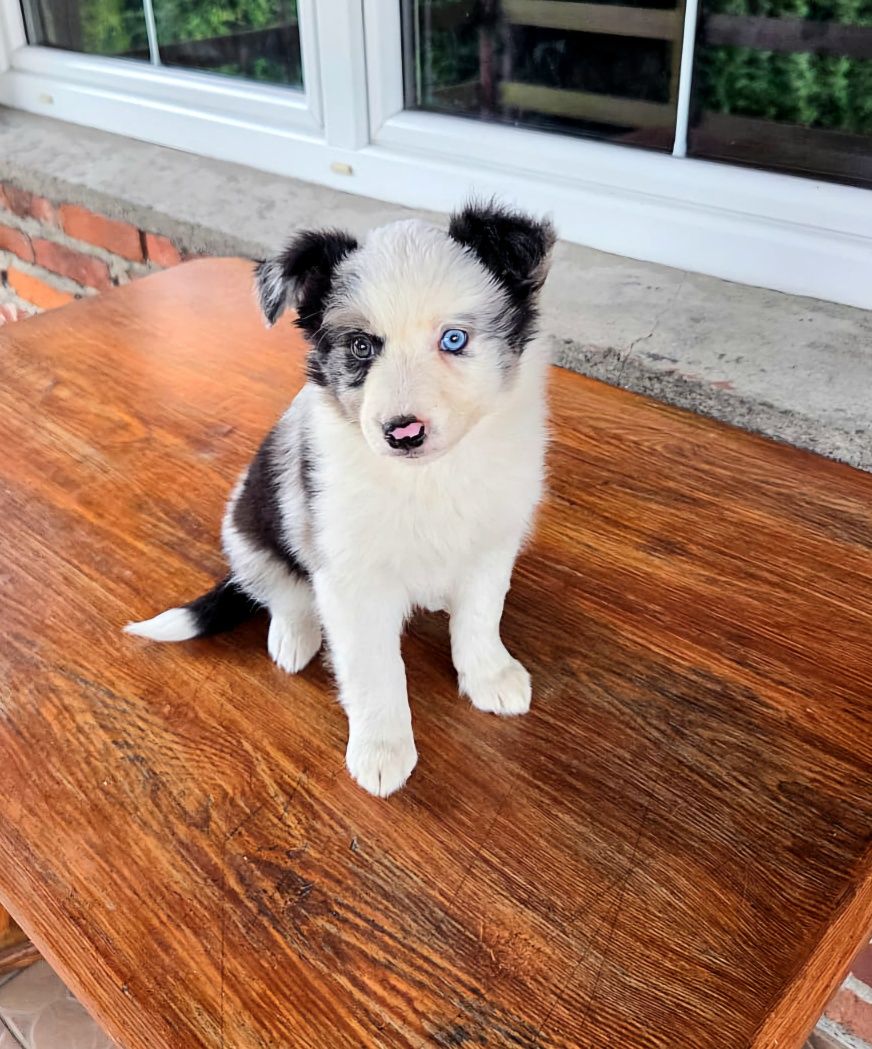 Suczka Border Collie