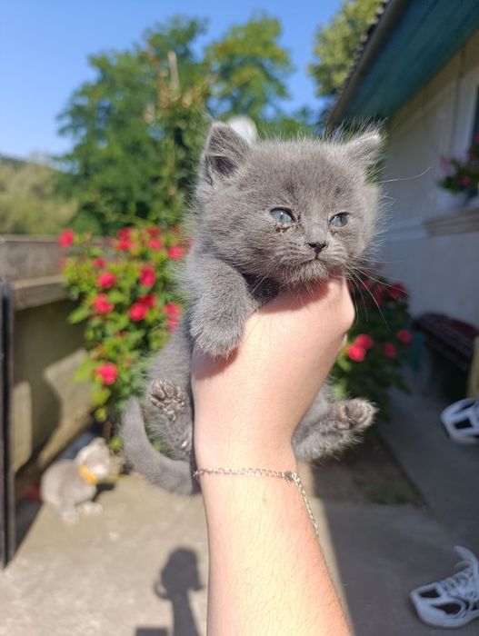 Віддам в добрі руки кошенят)