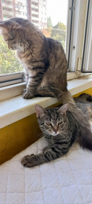 Умный, здоровенький, красивый!Отдам в хорошие руки!