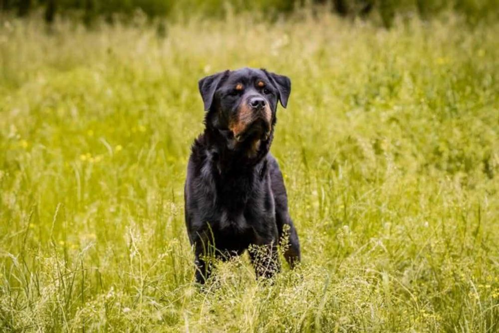 Rottweiler do adopcji