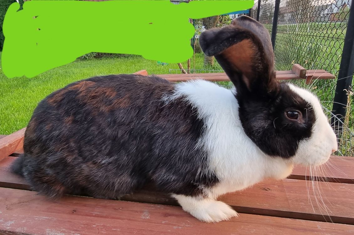 Sprzedam młode, 9- miesięczne samice, waga 6 kg!