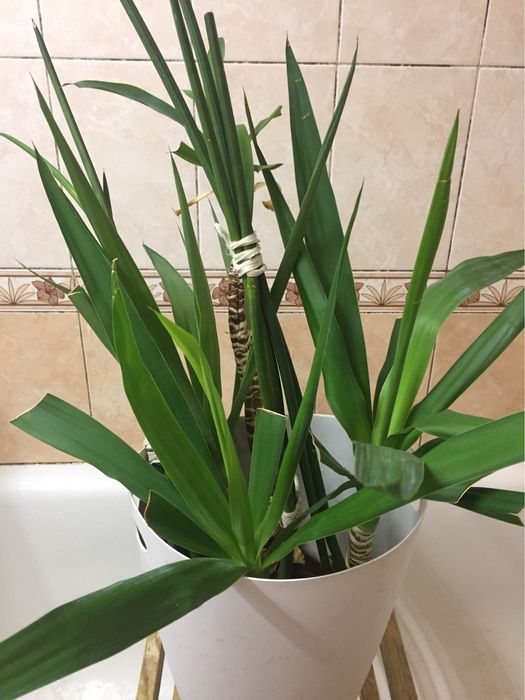 Растения Сансевьерия Трубчатая Sansevieria Francisii