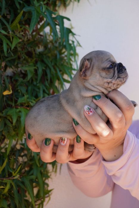 Buldog francês macho