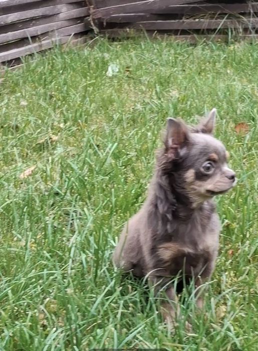 Красуння підрощена чихуахуа