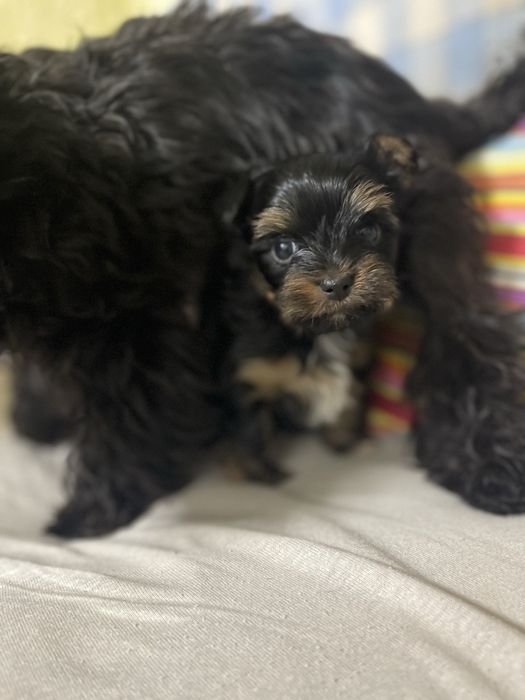 Продамо цуценят міні йорк