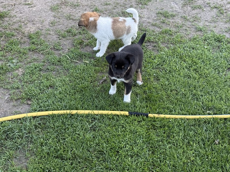 Jack Russell Terrier mieszaniec, Szczeniaki za darmo.