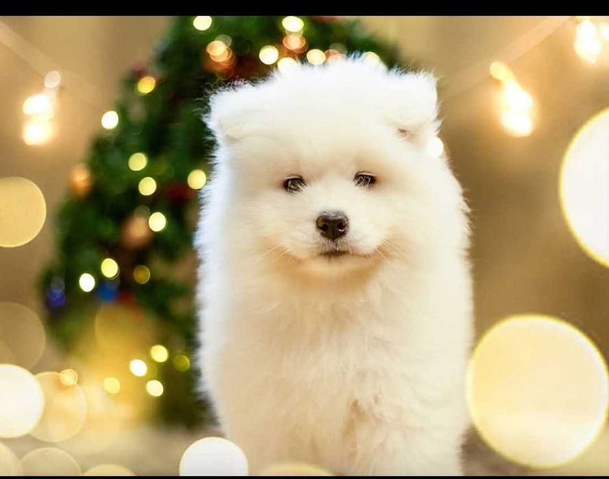 Szczenięta Samoyed