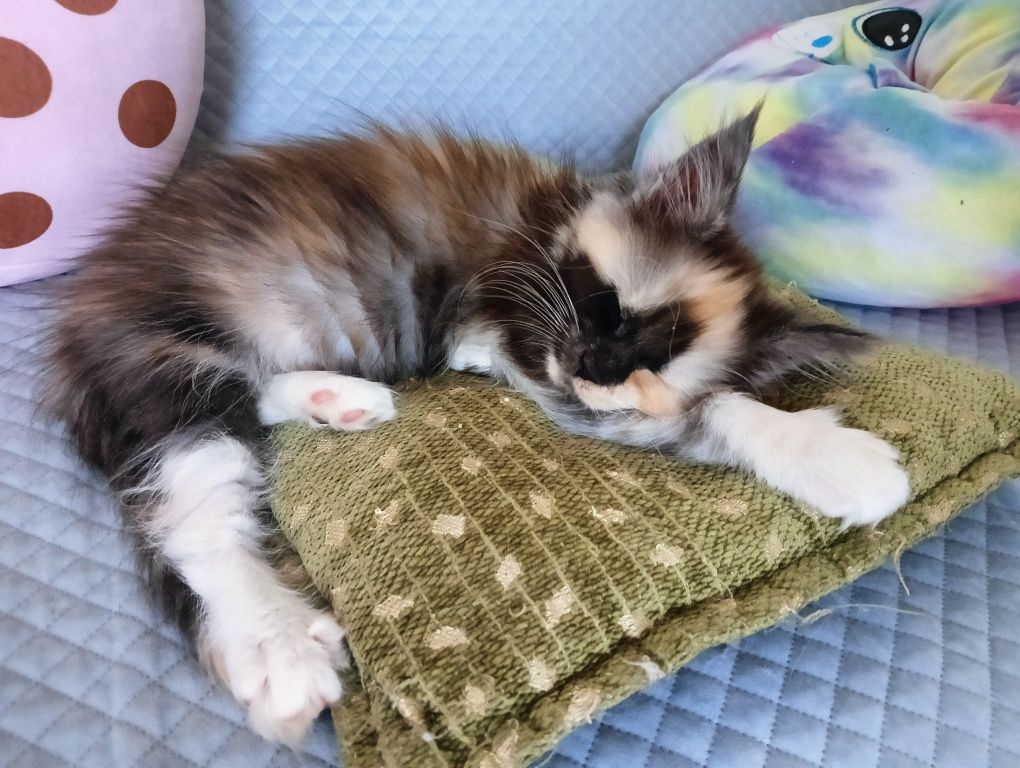 Maine coon pięknie malowana koteczka szylkret rodowód FPL