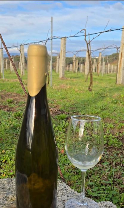 Alvarinho tradicional