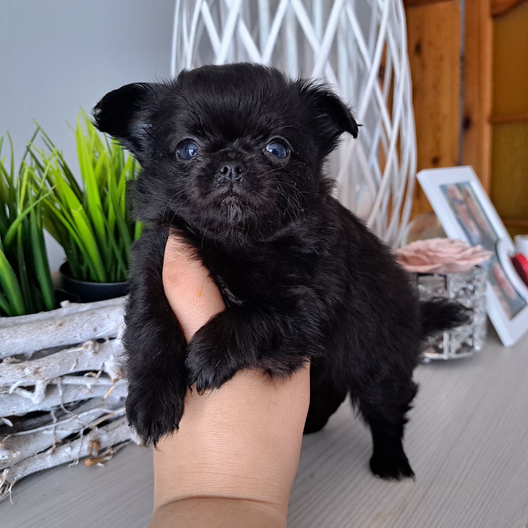 Piękny chłopiec długowłosy Chihuahua