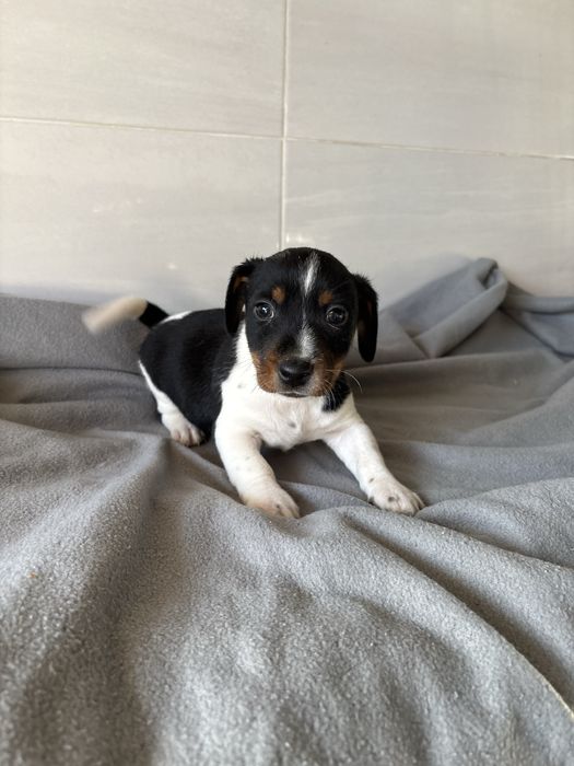 Jack Russell terrier  macho