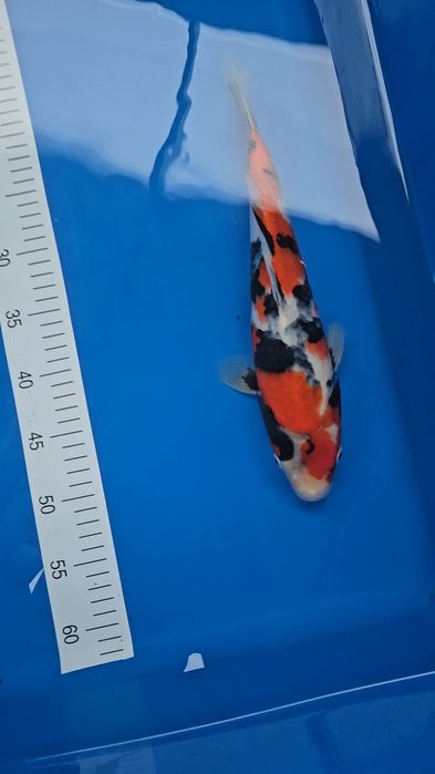 SHOWA ISA KOI FARM 32/35CM