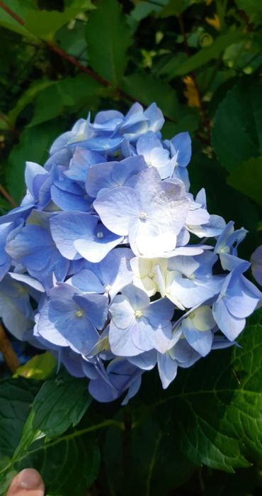 Живці для вкорінення