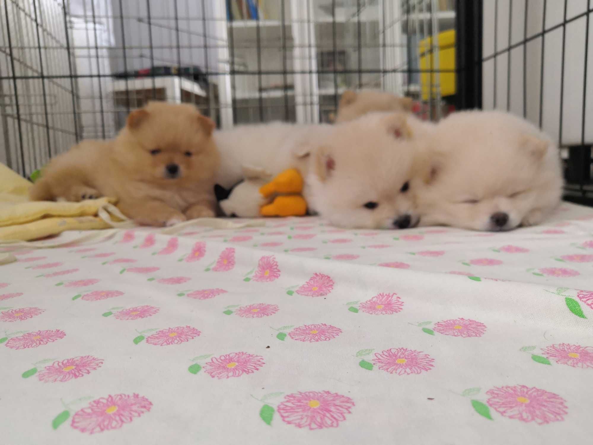 Szpic miniaturowy pomeranian FCI zapowiedź miotu