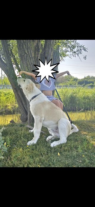 Середньоазійська вівчарка, хлопчик