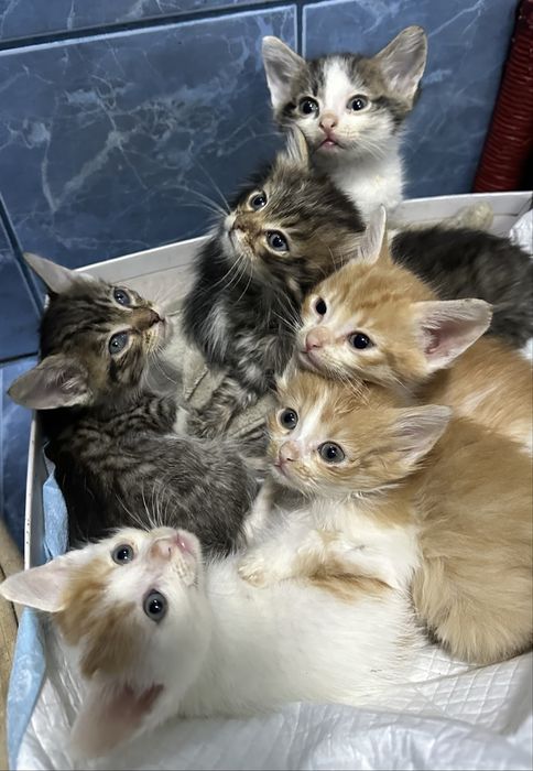 Кошенята шукають дім