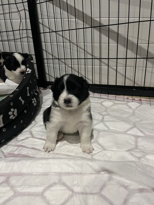 Przecudne szczeniaczki Border collie mix szpic japoński