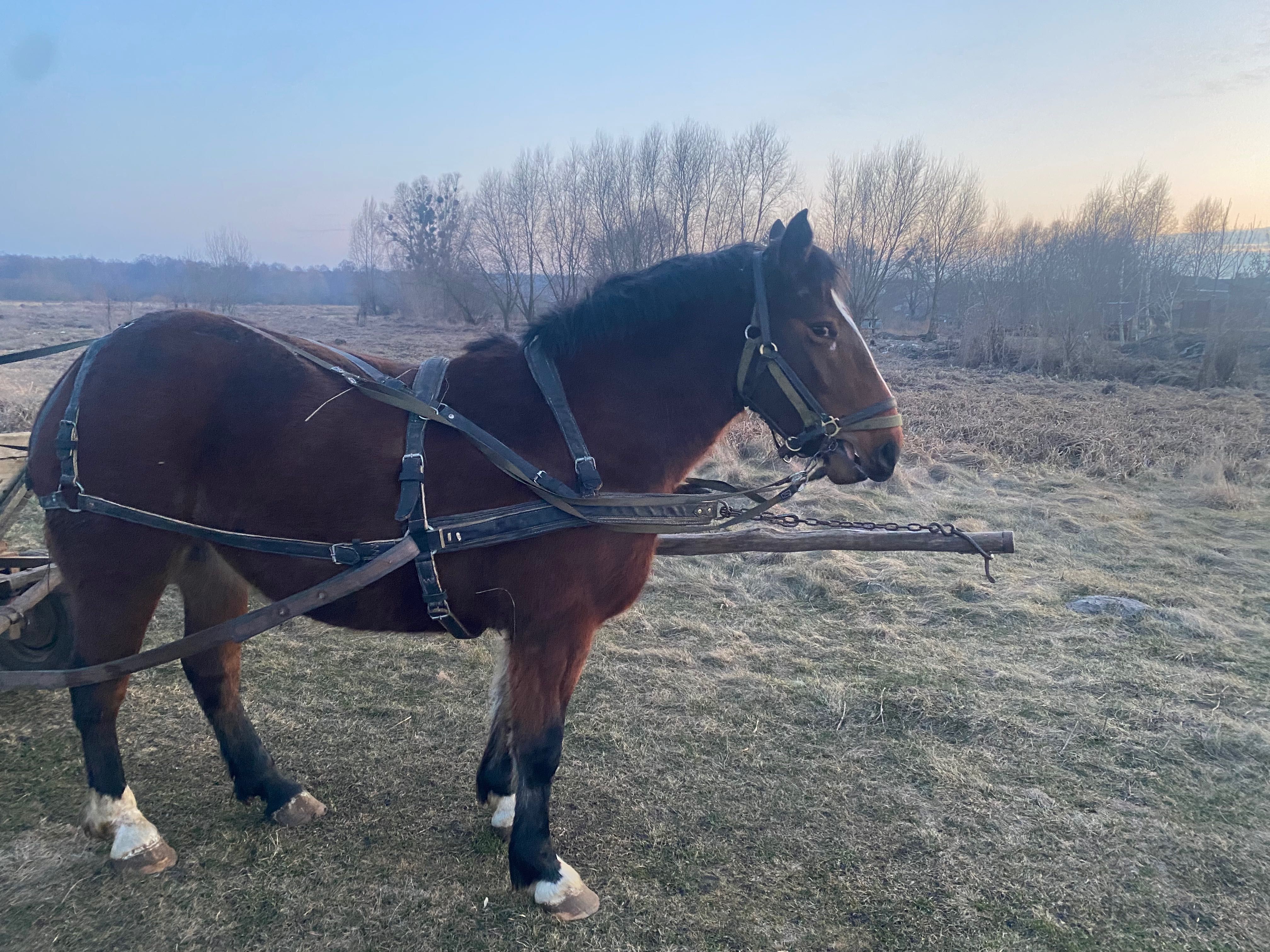 Продам кобилу 6 років