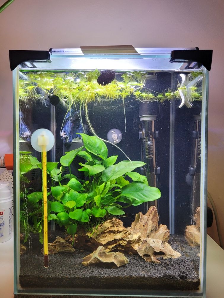 Akwarium 11l bojownik z flower Fish akcesoria