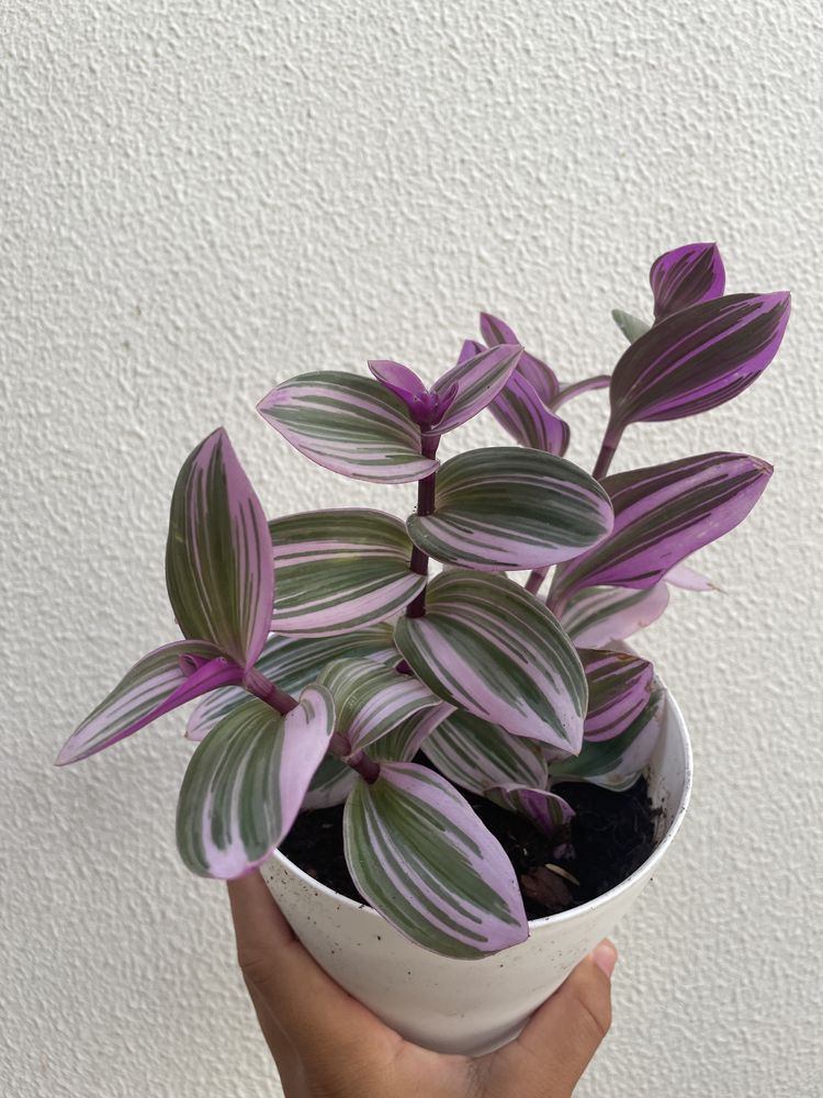 Tradescantia Nanouk