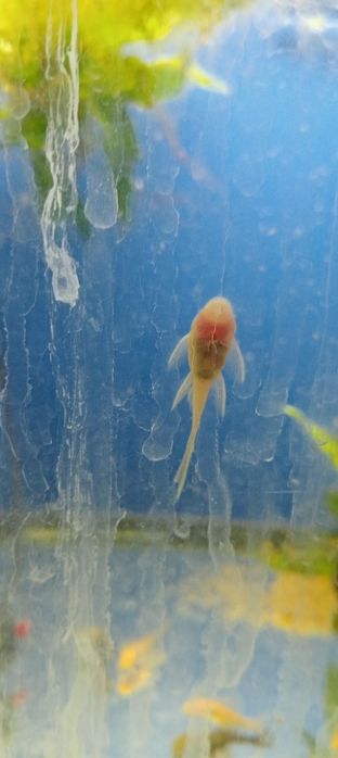 Zbrojniki złote weloniaste