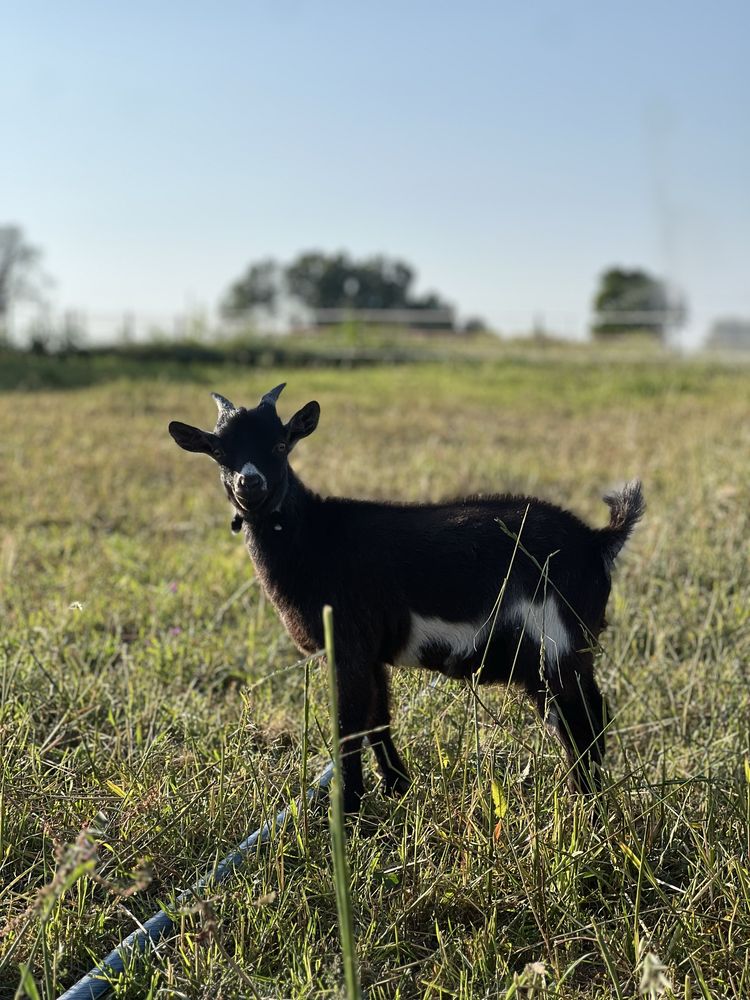 Cabrito anao macho